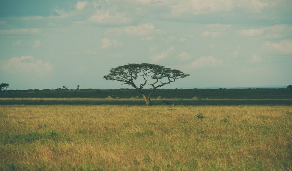 paola-blaskovic-hV51YXY1uVw-unsplash